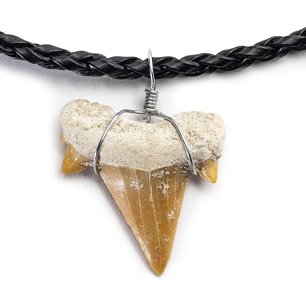 Amazon.co.jp: Grant Field Specimens 大型リアルレプリカ